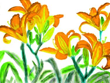 Orange lilies on white background thumb