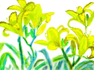 Yellow lilies on white background thumb