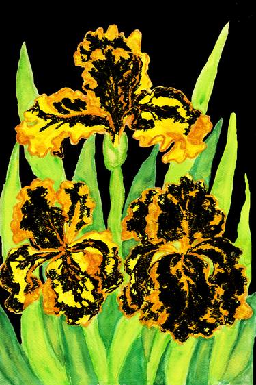 Three yellow irises on black thumb