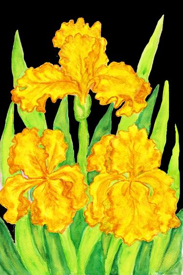 Three yellow irises thumb