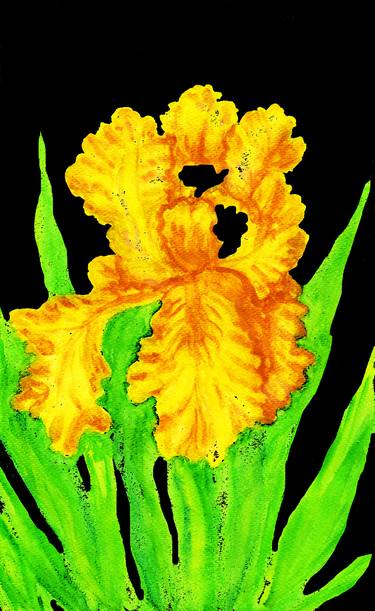 Yellow iris on black thumb