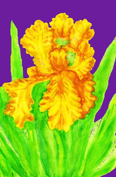 Yellow iris on purple thumb