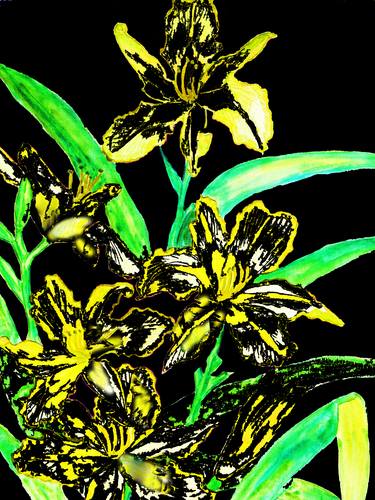 Yellow-black lilies on black thumb