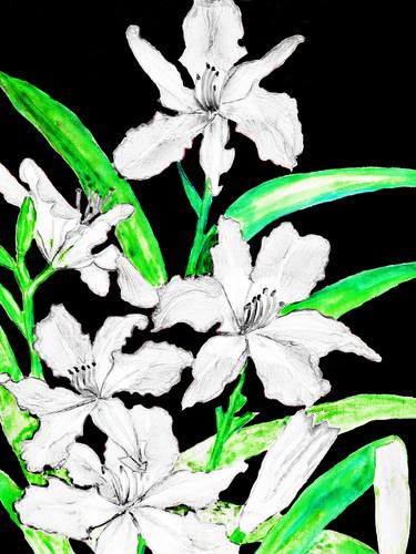White lilies on black thumb