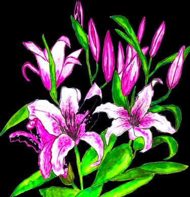 Pink lilies on black background thumb