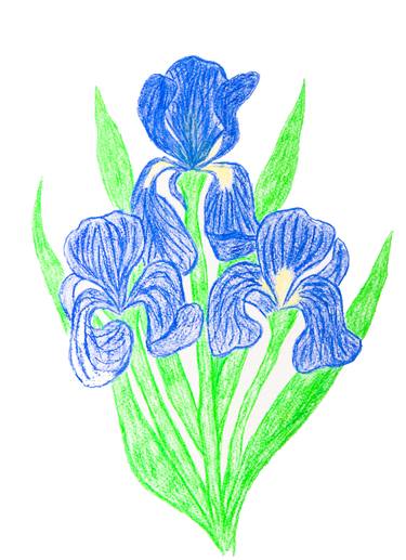 Three blue irises on white background thumb