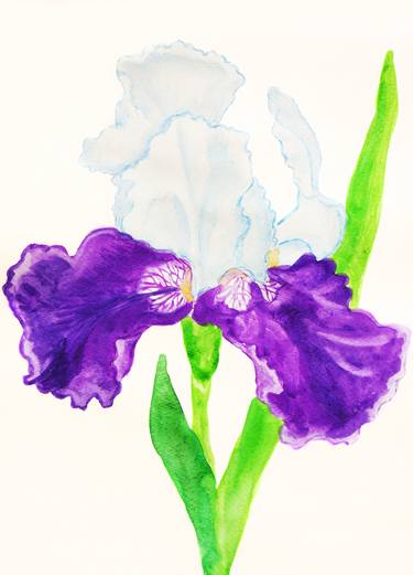 Iris in white and violet colours thumb