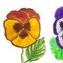 Collection Pansies