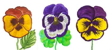 Three pansies of yellow, orange, white and violet colours thumb