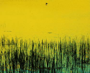 Duck running on water in the yellow sunlight - Limited Edition 1 of 3 thumb