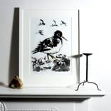 Oystercatcher by Sheila Chapman