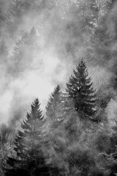 fog over the pinetrees thumb