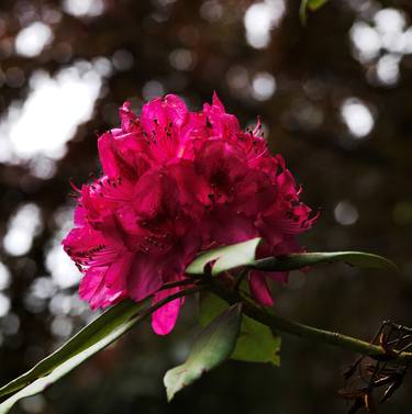 Original Fine Art Floral Photography by paolo bongianino