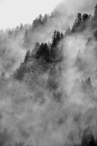 fog over the pintrees #2 - Limited Edition 1 of 5 thumb