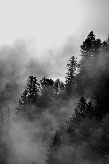 fog over the pinetrees #3 - Limited Edition 1 of 5 thumb
