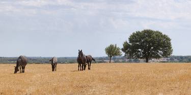 horses in the country side #2 - Limited Edition 1 of 5 thumb