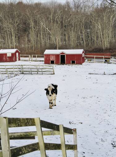 Print of Documentary Rural life Photography by Earl and Lady Gray Photography