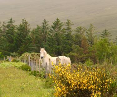 Print of Documentary Horse Photography by Earl and Lady Gray Photography