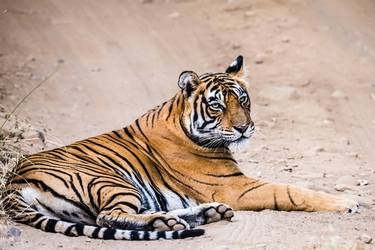 The Lady of Ranthambore thumb