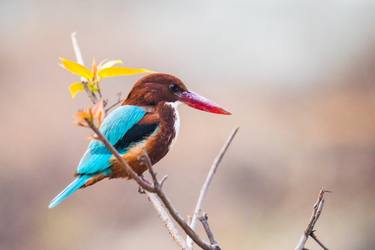 White Throated Kingfisher thumb