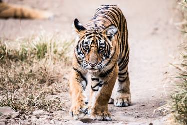 Royal Walk: Cub of Tigress Noor thumb