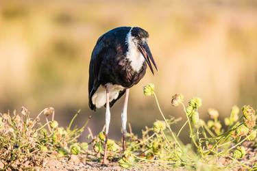 Woolly Necked Stork thumb