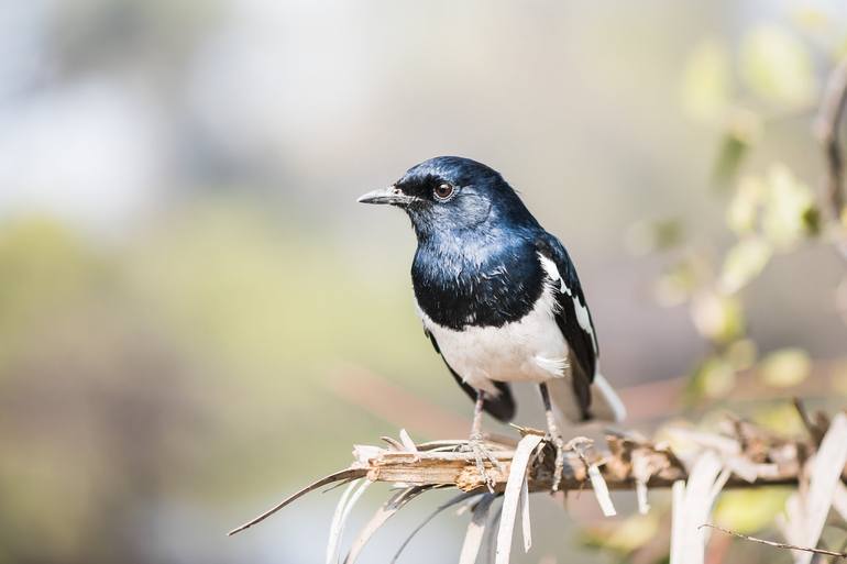 Indian Magpie Robin Photography by Sapan Banik | Saatchi Art