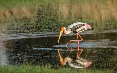 Relection of a Stork thumb