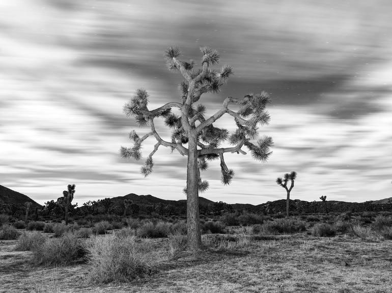 Original Landscape Photography by Ivan Butorac | Minimalism Art on Paper | "The Shape of Stillness" Joshua Tree Black And White Series