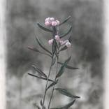 Andromeda Polifolia(Bog Rosemary) by Peter Matyasi