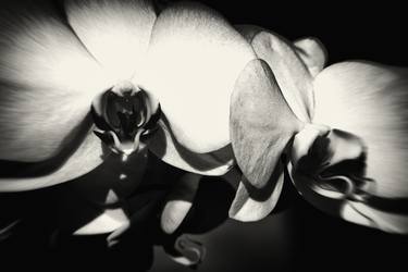 Print of Fine Art Floral Photography by John Williams