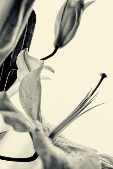 Print of Abstract Expressionism Floral Photography by John Williams