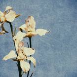 Tokyo Blue Delphiniums in 3 - Limited Edition of 10 by John Williams
