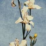 Ghost Flowers by John Williams