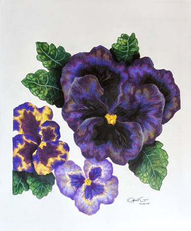 Original Fine Art Botanic Drawings by Gabriel Cajina