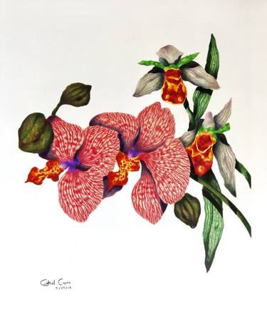 Original Fine Art Botanic Drawings by Gabriel Cajina