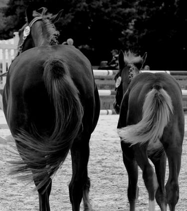 Print of Photorealism Animal Photography by ZANGAR Virginie