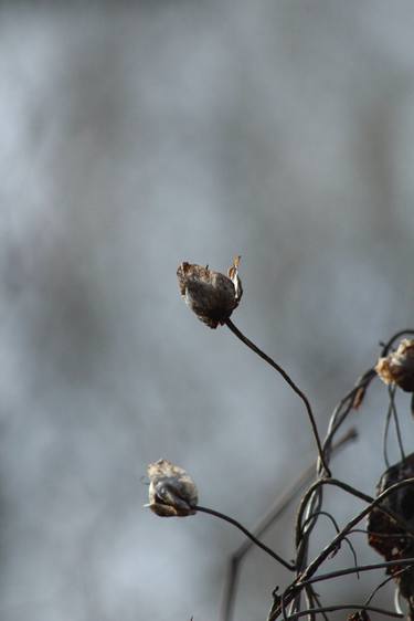 Print of Documentary Botanic Photography by Maciej Budny