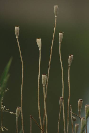 Print of Documentary Floral Photography by Maciej Budny