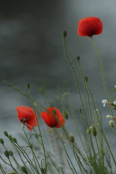 Print of Floral Photography by Maciej Budny