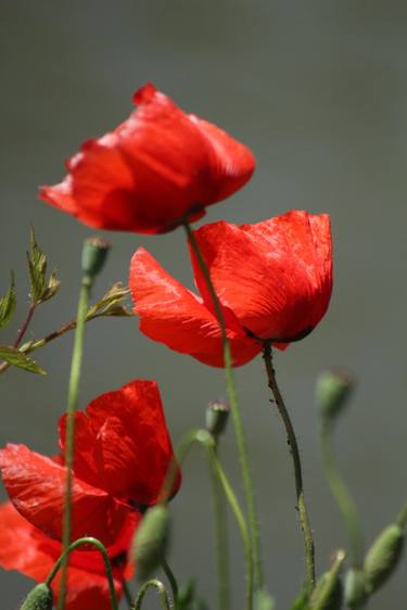 Print of Botanic Photography by Maciej Budny