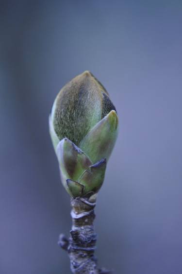 Print of Botanic Photography by Maciej Budny