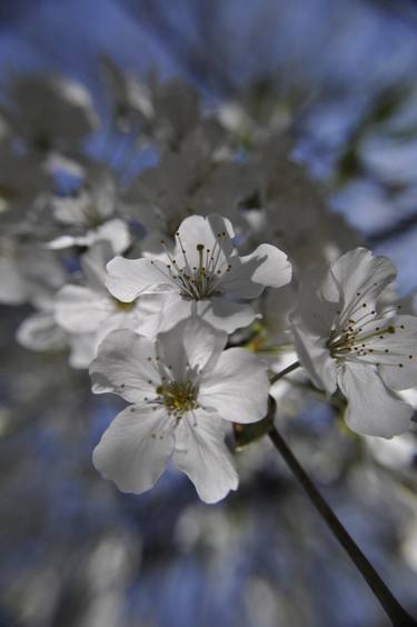 Primavera: Flowers of the White thumb