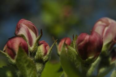 The Apple Flowers thumb