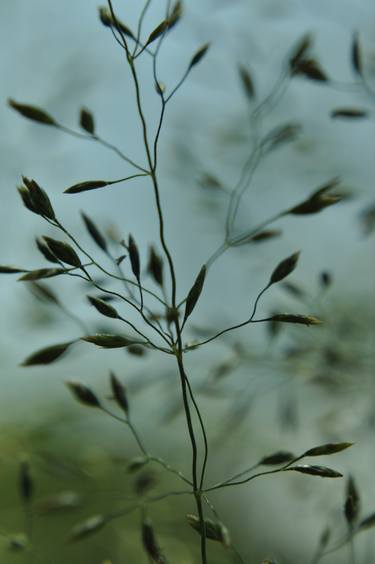 Print of Expressionism Botanic Photography by Maciej Budny