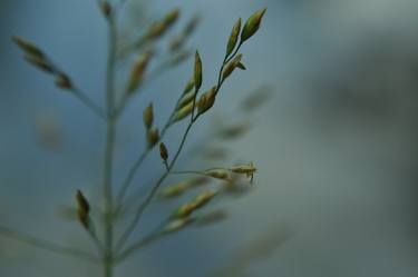 Print of Expressionism Nature Photography by Maciej Budny