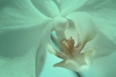 Original Floral Photography by jay yao