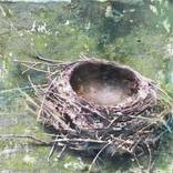 Robin's Nest by Tracey Lane