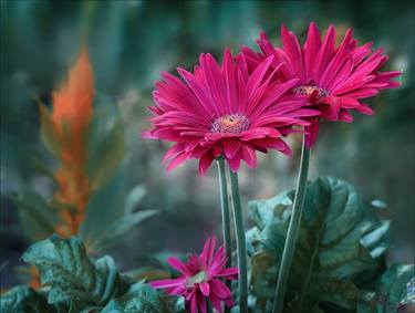 Original Realism Floral Photography by Alla Simutina