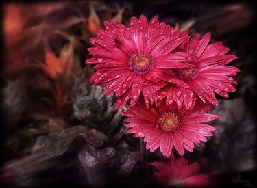 Original Fine Art Floral Photography by Alla Simutina